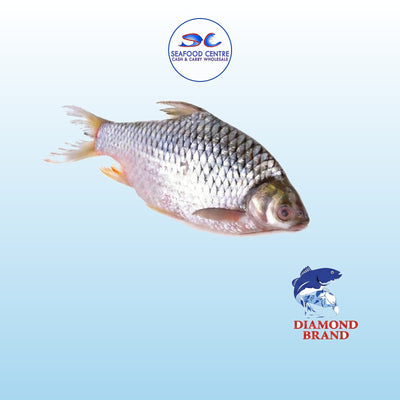 Frozen Fish