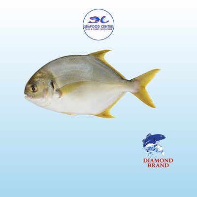 GOLDEN POMFRET