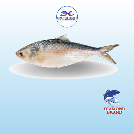 HILISHA JUMBO 1500GM- 2000GM