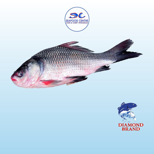 KATLA 8KG UP