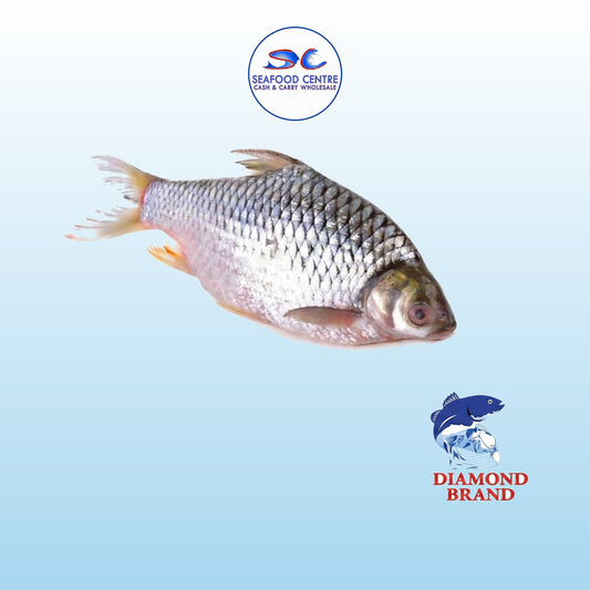 PUTTA 1KG UP